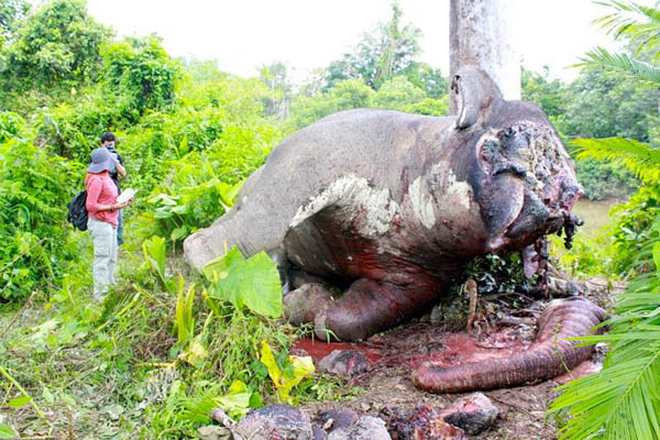 Another male elephant, Genk, was found dead in Aceh Jaya last year. His poachers are currently on trial.  Genk