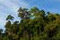 The beginning of the end of deforestation in Indonesia?