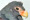 'Little dodo' faces extinction