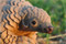 Pity the pangolin