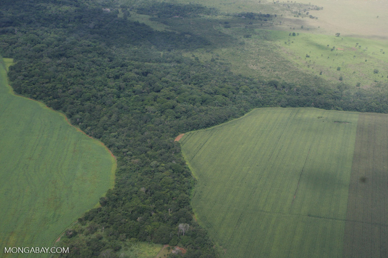 Legal forest reserve on a largescale soy farm in the Brazilian Amazon [brasil_094]