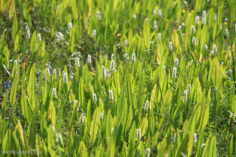 Amazon sword plants in the Pantanal