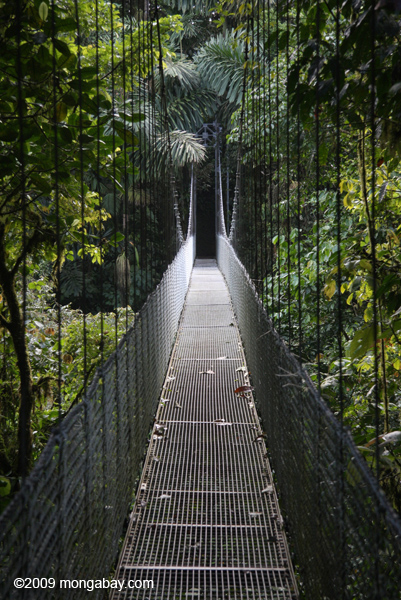 hanging bridges canopy walkway hanging bridges canopy walkway