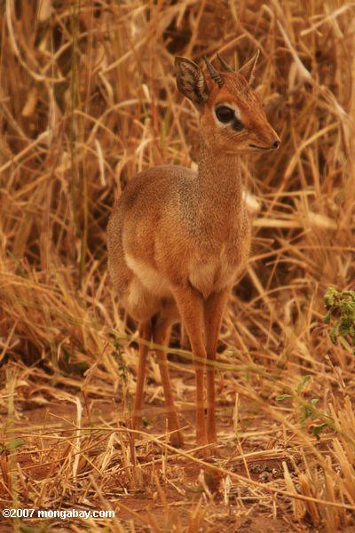 Kirk s Dik dik Madoqua Kirkii 