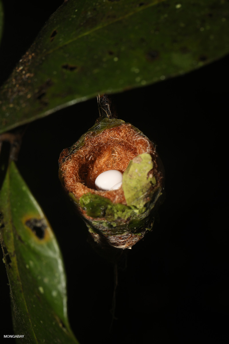 Hummingbird nest with eggs