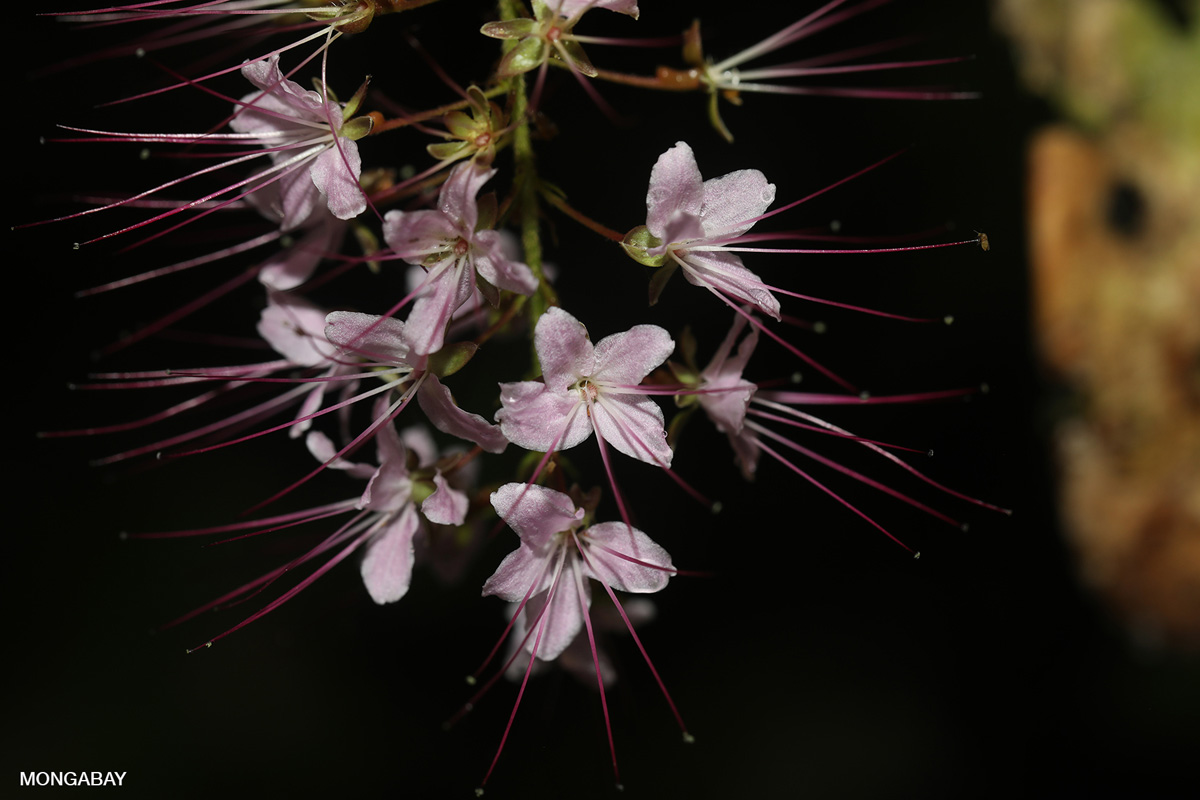 Purple flowers in the Amazon rainforest