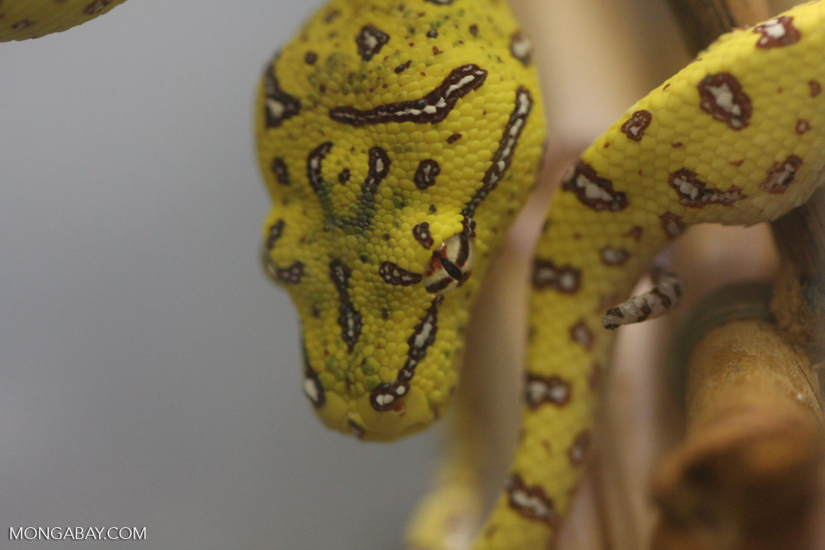 Yellow form (with brown and white markings) of the green tree python ...