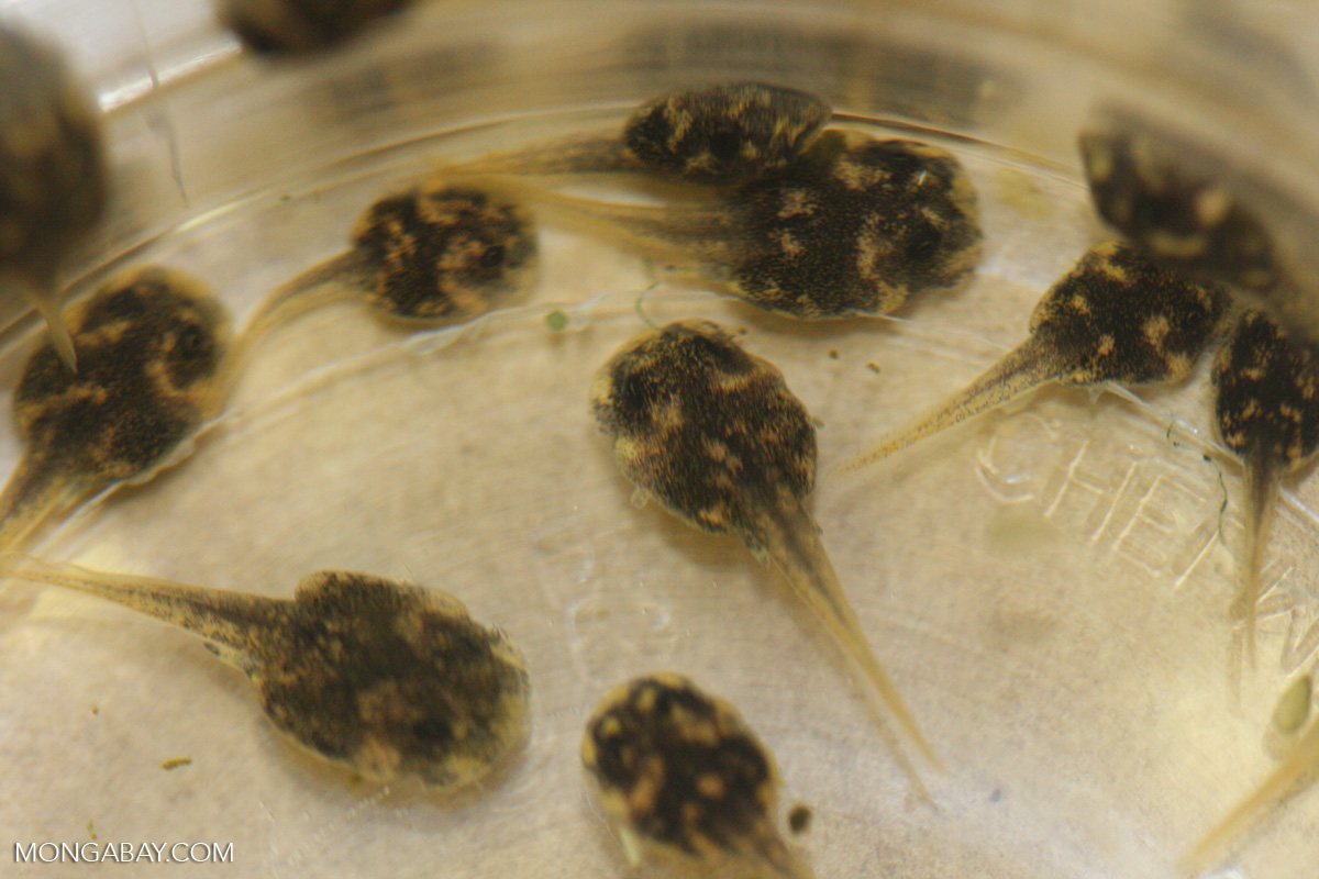 panamanian-golden-frog-tadpoles-atelopus-zeteki