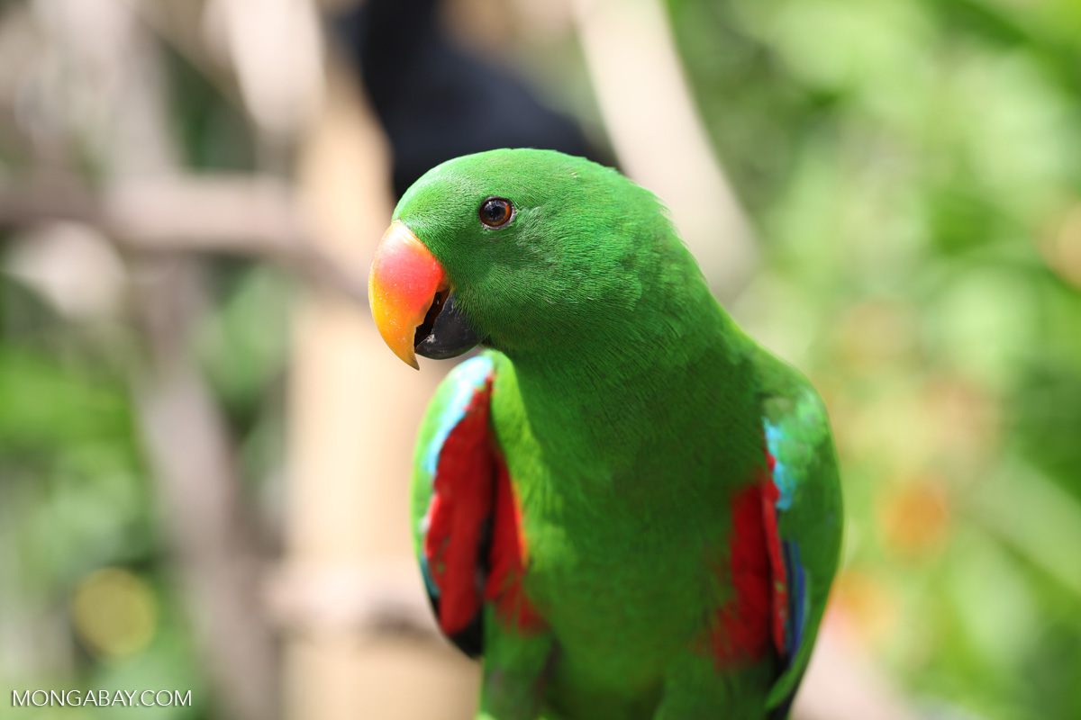 Male (green) Eclectus Parrot (Eclectus roratus)