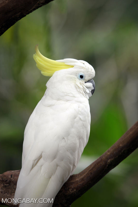 Sulfur-crested cockatoo
