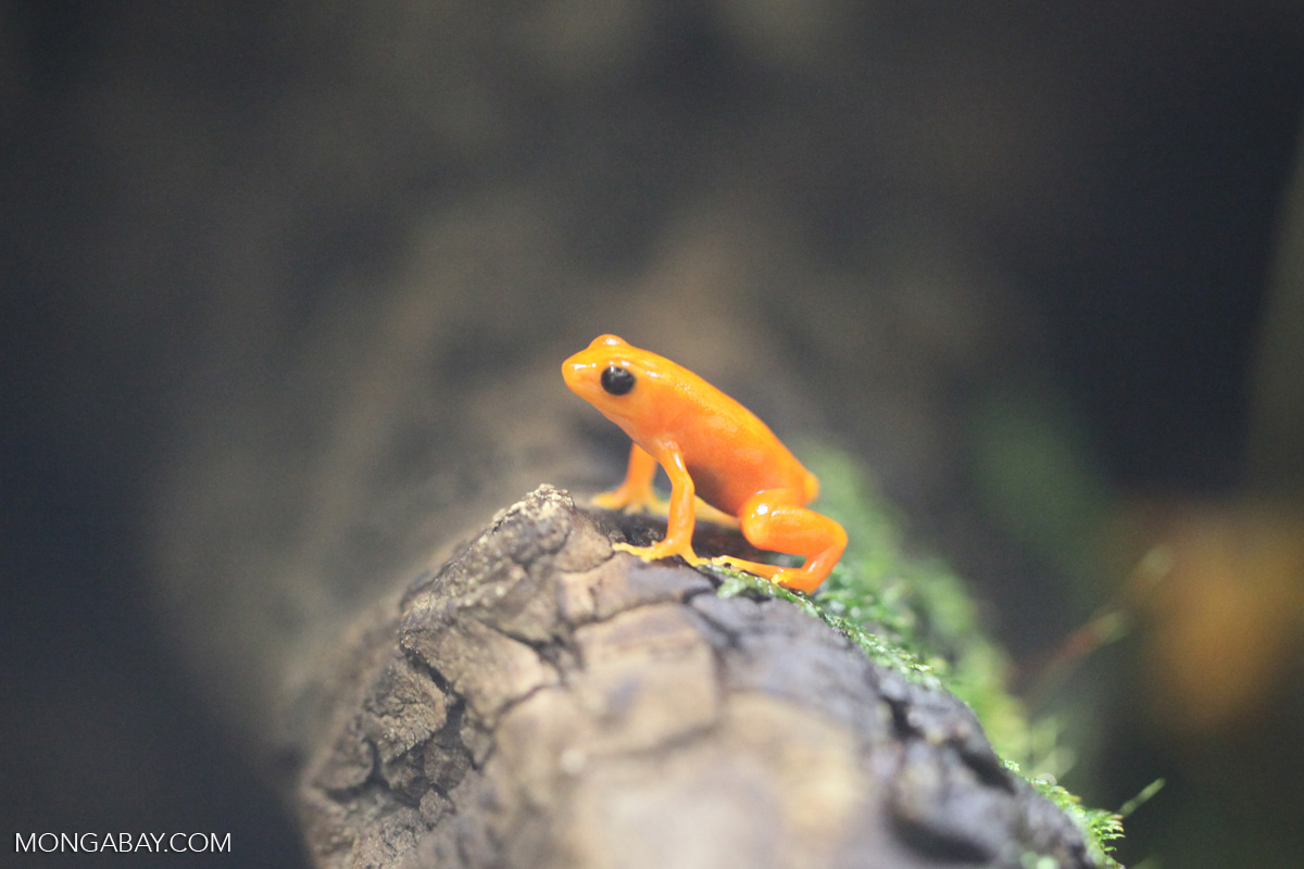 Golden Mantella Frog From Madagascar golden-mantella-frog-from-madagascar