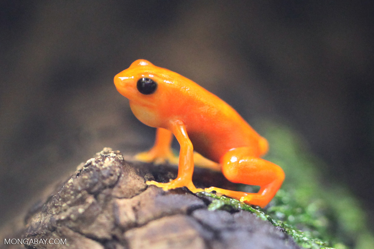 Golden Mantella Frog golden-mantella-facts-and-pictures