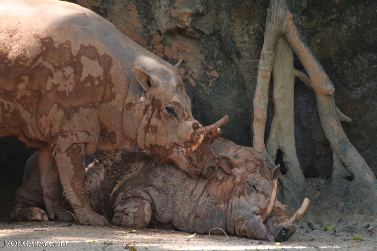 Pair of babirusa