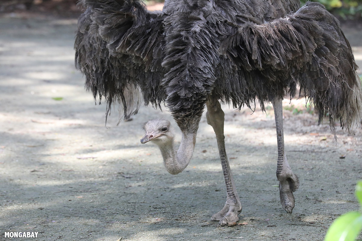 A shoebill