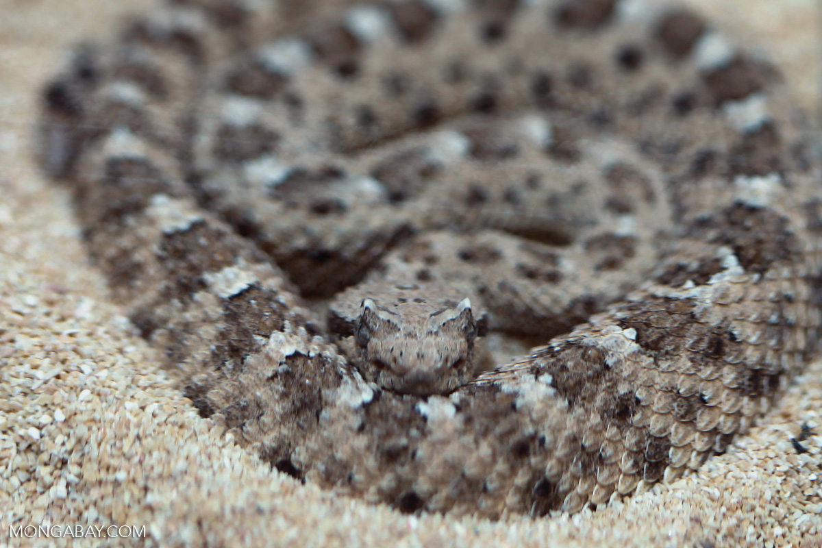 Sidewinder or Horned rattlesnake (Crotalus cerastes)