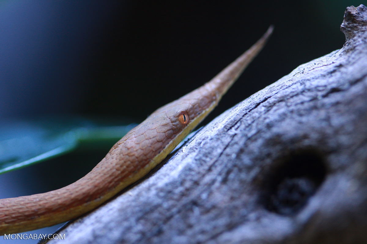 Madagascar leaf-nosed snake (Langaha madagascariensis) [calacad_037]