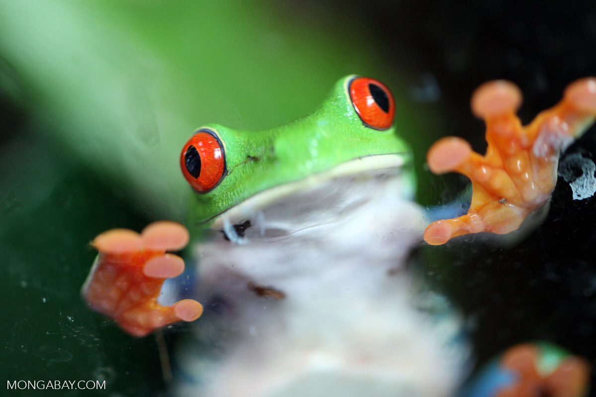 Redeyed tree frog facing forward