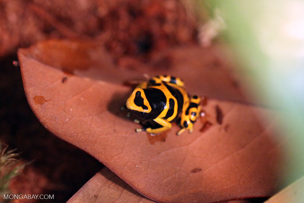 Yellow headed Poison Arrow Frog Dendrobates Leucomelas yellow-headed-poison-arrow-frog-dendrobates-leucomelas