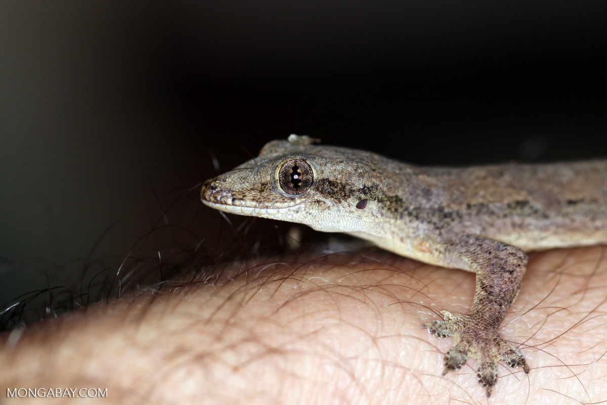 House gecko (Hemidactylus frenatus)