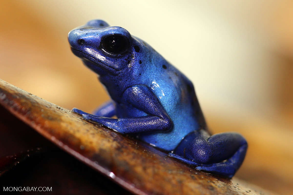 Herps cnh 0356