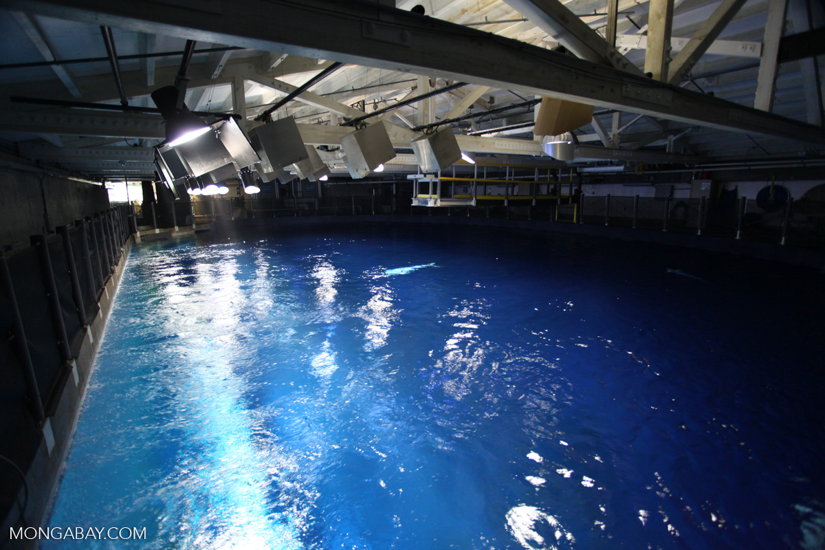 Behind the scenes at the Monterey Bay Aquarium's million gallon tank