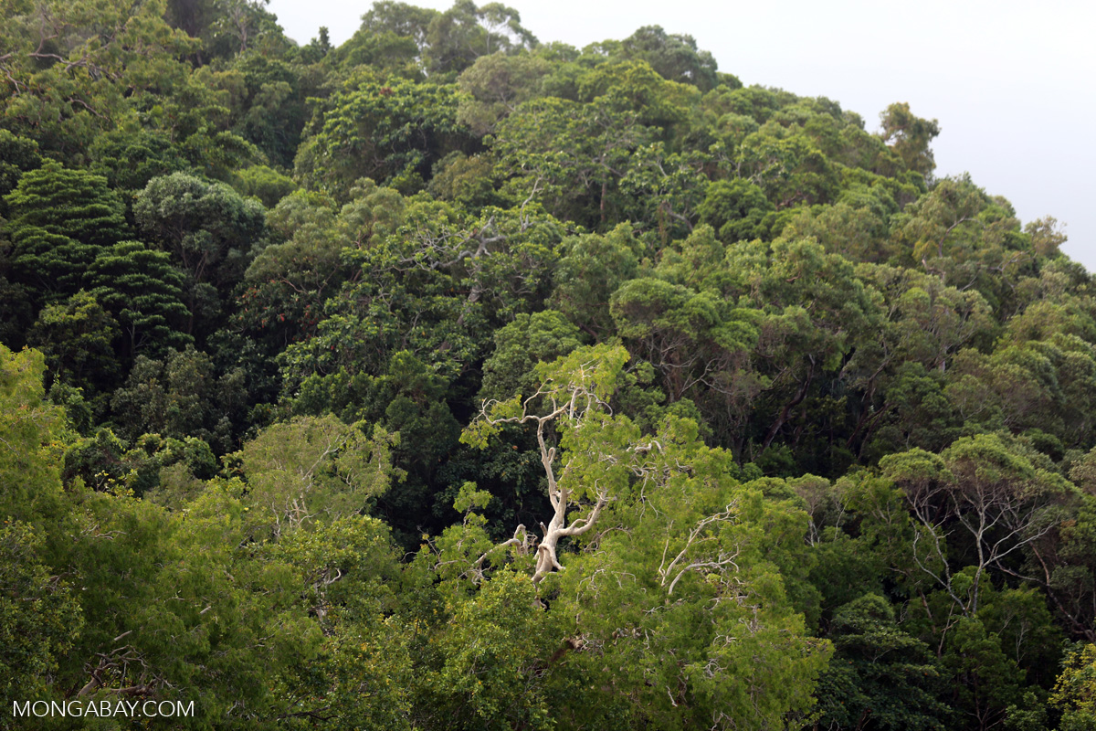 Dayen Tree Daintree Tree Walk _ 6 Must-Do Guided Walks in the Daintree Rainforest ...