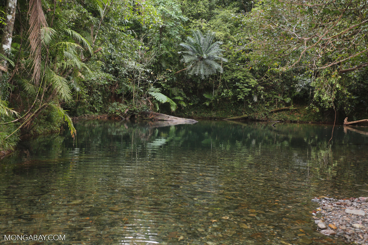 Daintree swimming hole [australia_daintree_300]