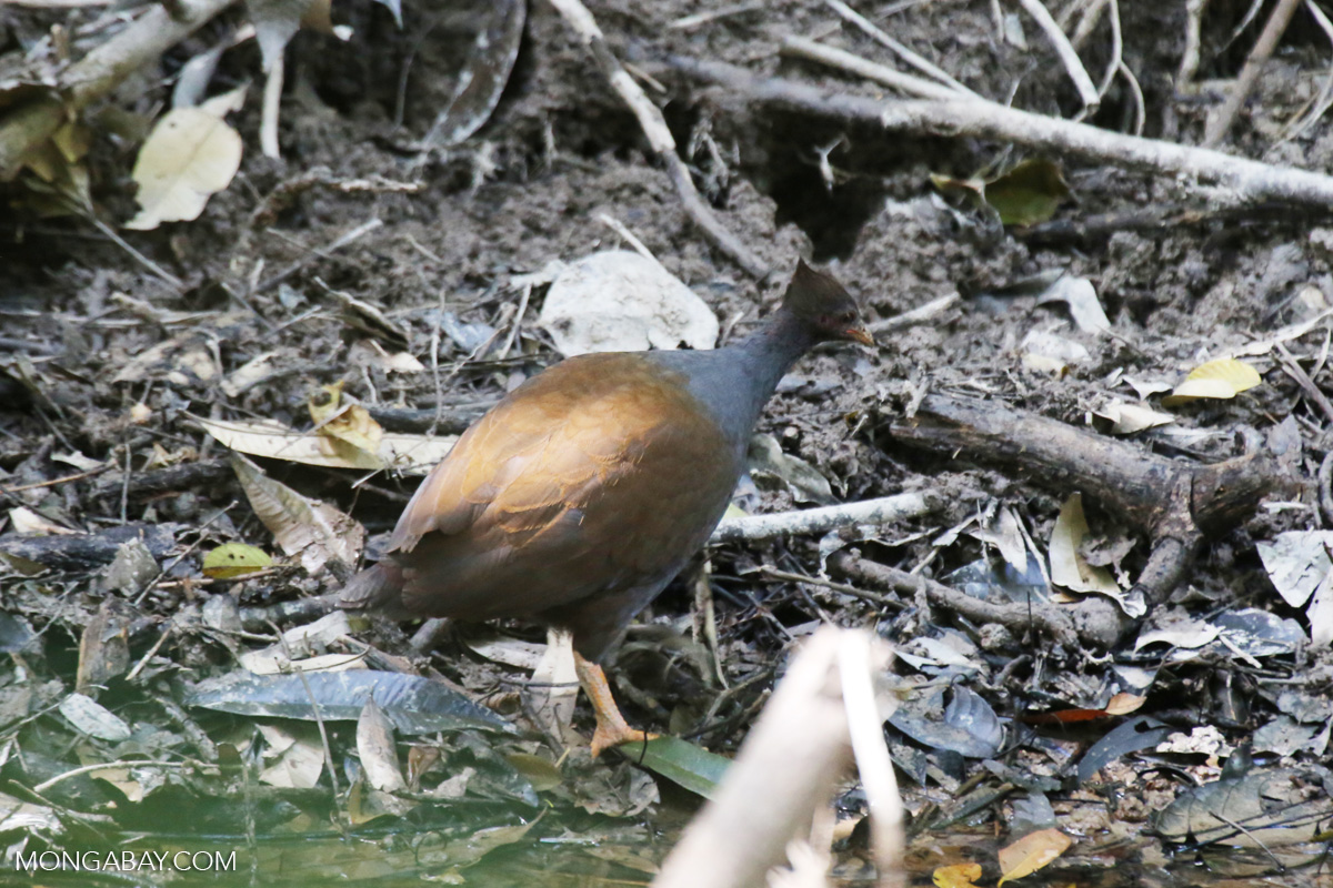 Palevented Bushhen (Amaurornis moluccana) [australia_fnq_0210]