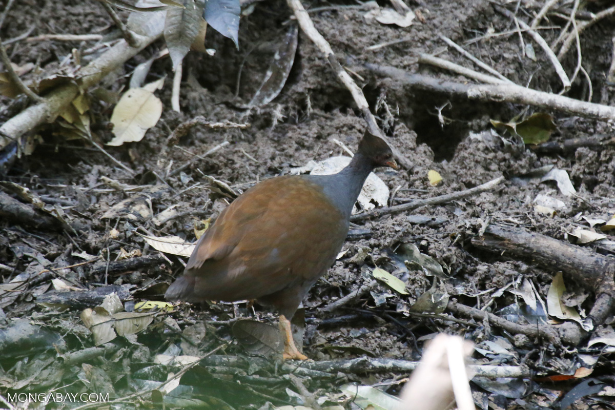 Palevented Bushhen (Amaurornis moluccana) [australia_fnq_0212]