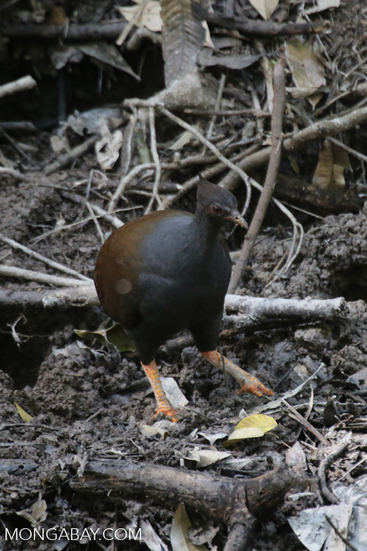 Palevented Bushhen (Amaurornis moluccana) [australia_fnq_0213]