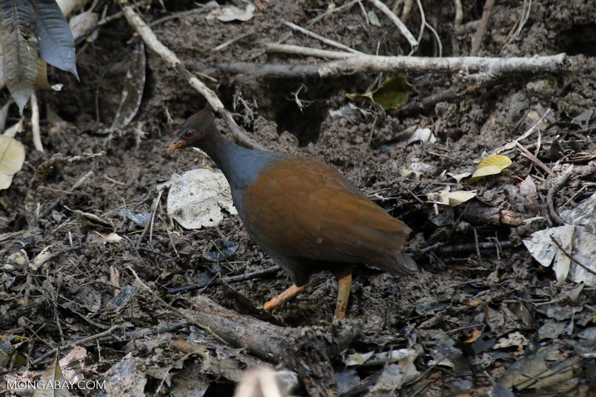 Palevented Bushhen (Amaurornis moluccana)
