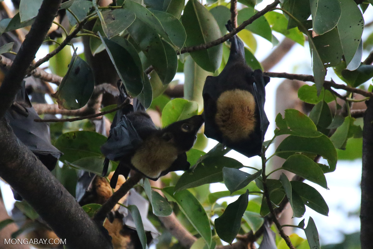Flying foxes in Cairns