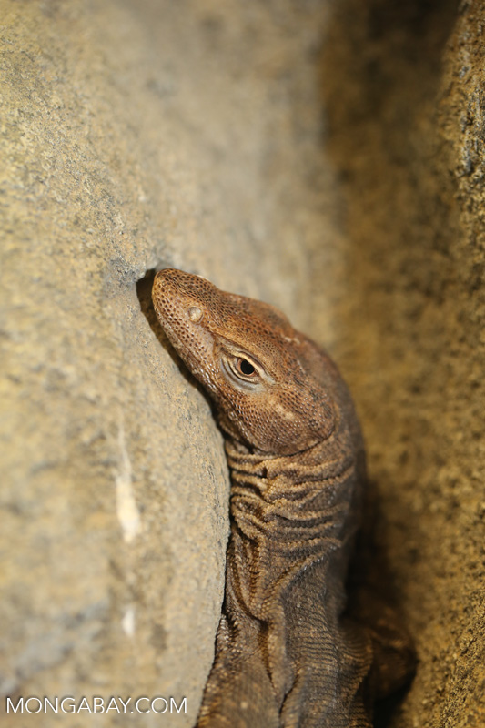 Monitor lizard [australia_fnq_0912]