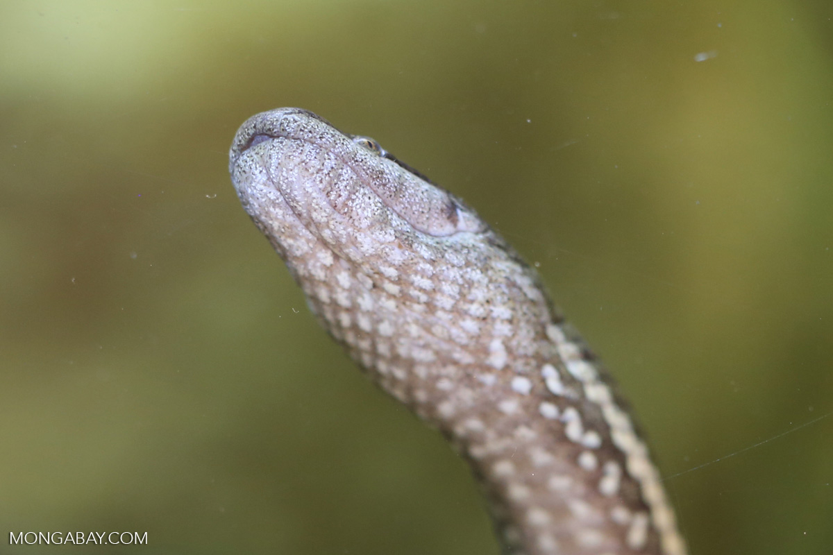 Macleay's Water Snake (Enhydris polylepis) [australia_fnq_1047]