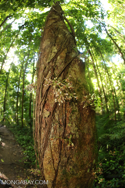 Cauliflorous flowers in Australia
