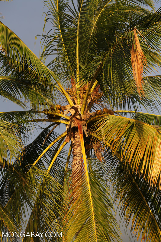 Coconut tree [australia_road_to_daintree_110]