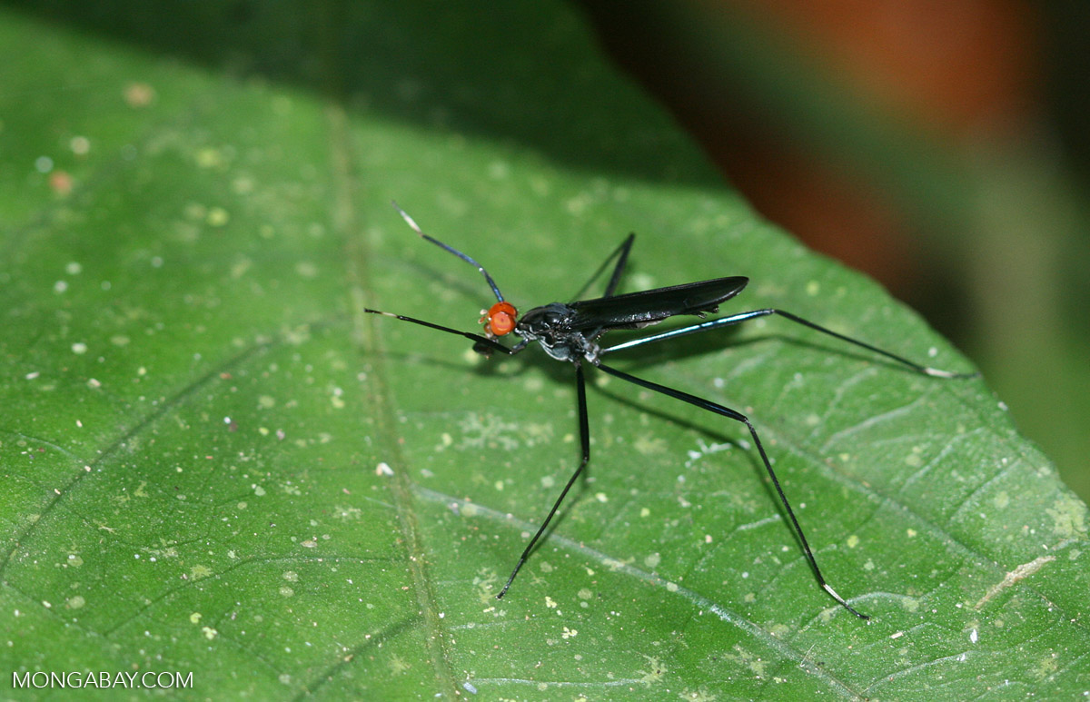 Black Stilt-legged Fly (family Micropezidae) with an orange-red head [belize_8054z]