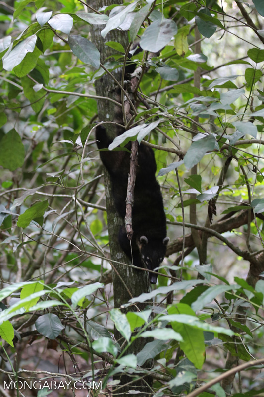Coati