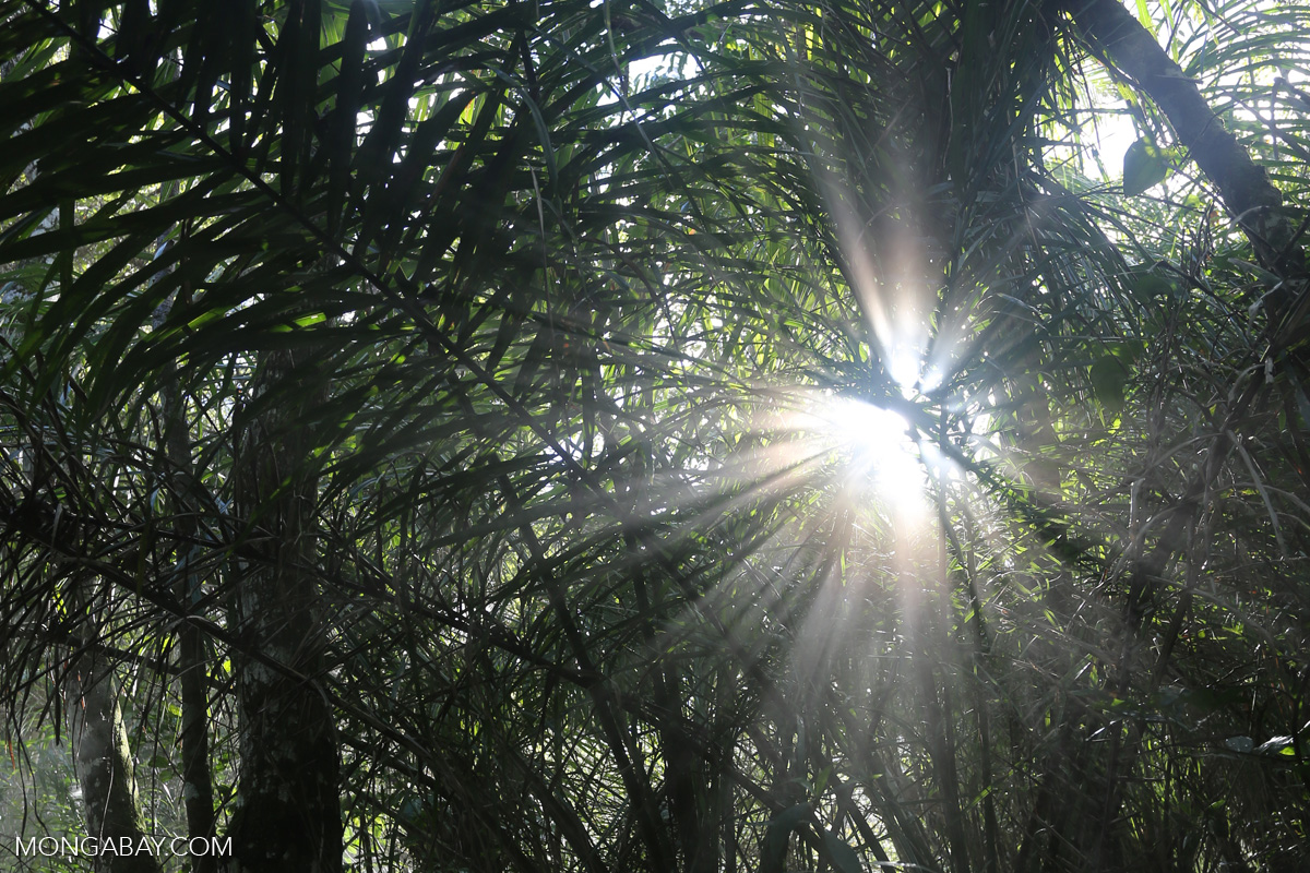 Rays of sun penetrating the forest canopy
