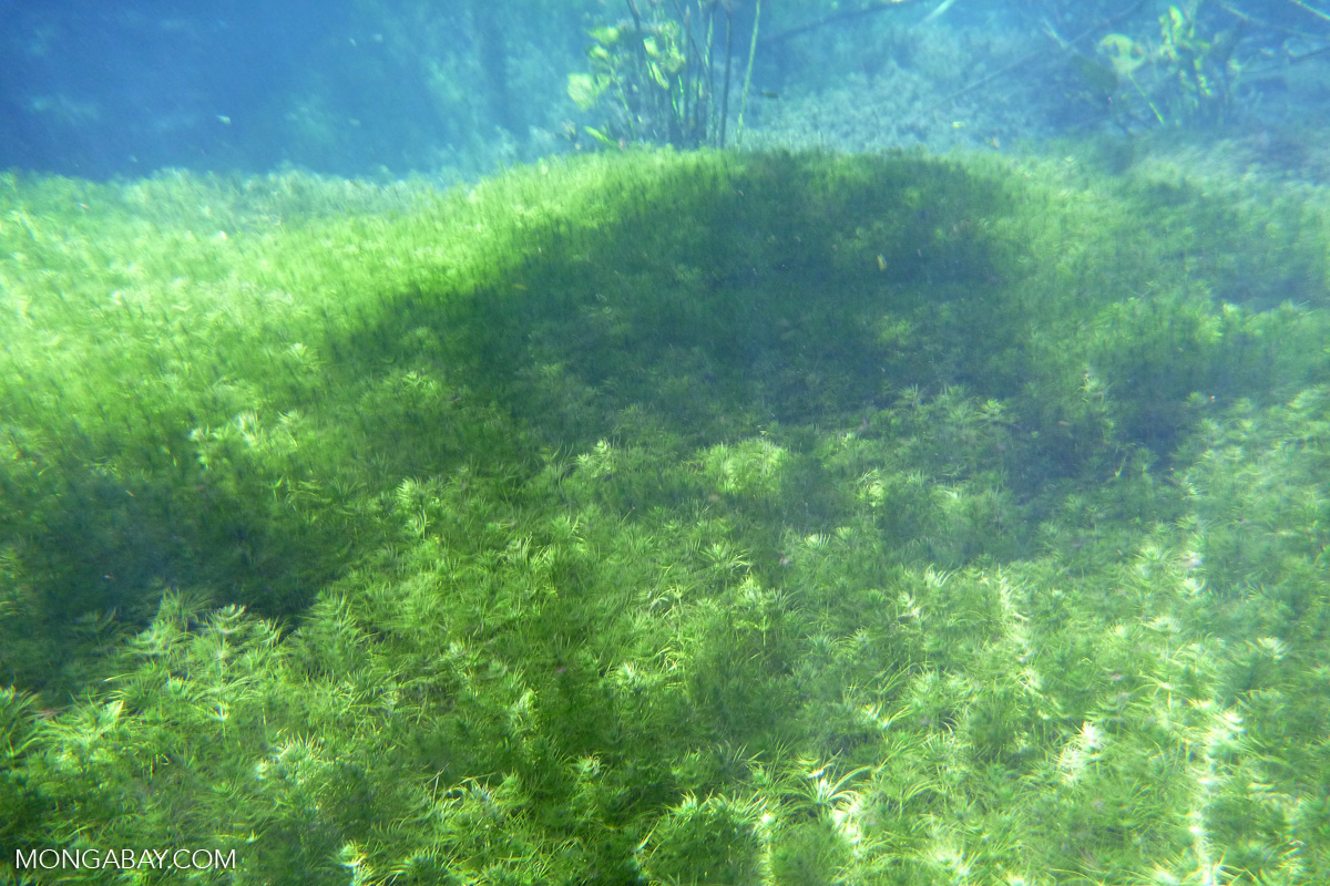 bonito-0902