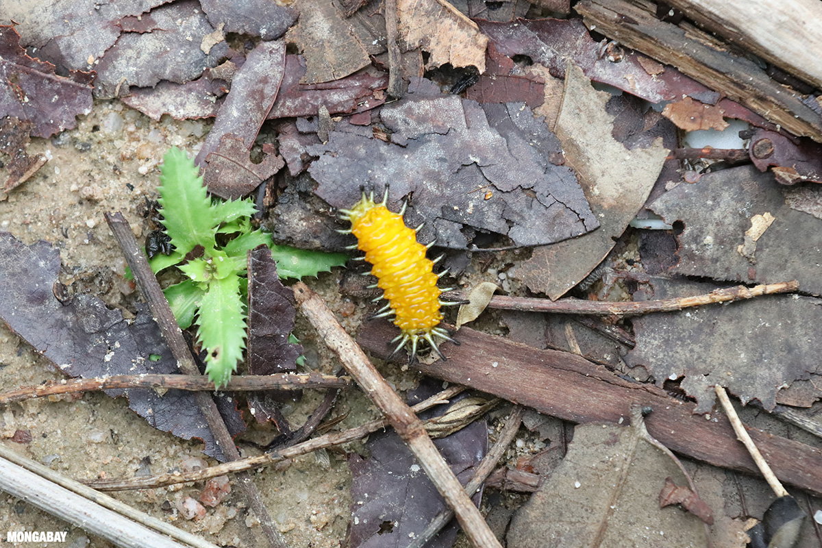 Yellow caterpillar with black spines