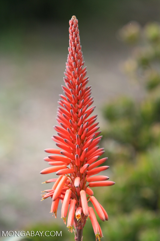 Orangered tubular flower. Identification by Alexander Gostner.