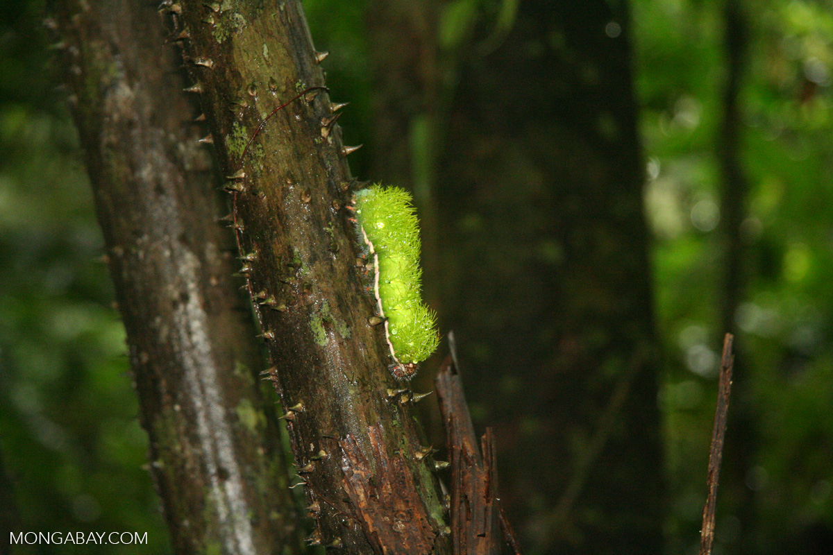 Mosslike caterpillar covered with poisonous spines