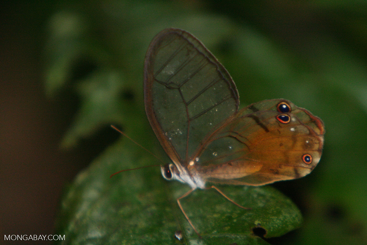 Butterfly with seethrough wings and false eyespots (likely Haetera
