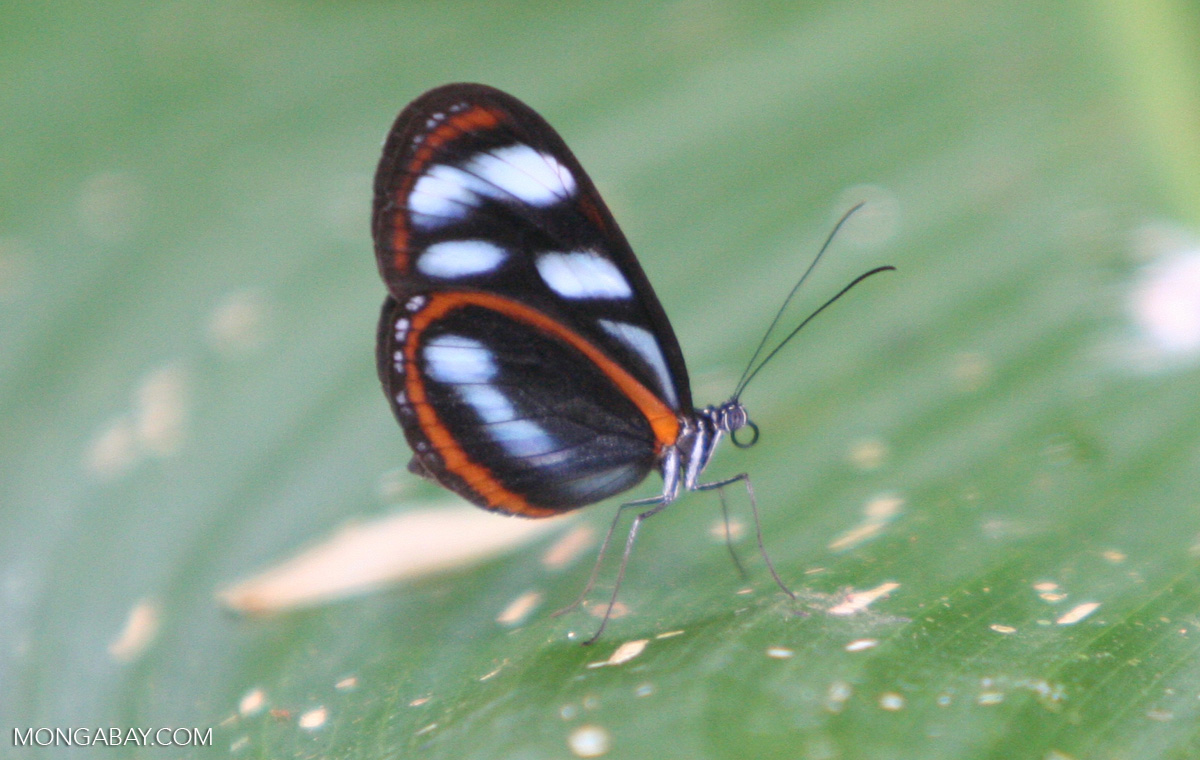 Black, orange, and light blue butterfly on a Heliconia leaf, possibly Ithomia pellucida or the