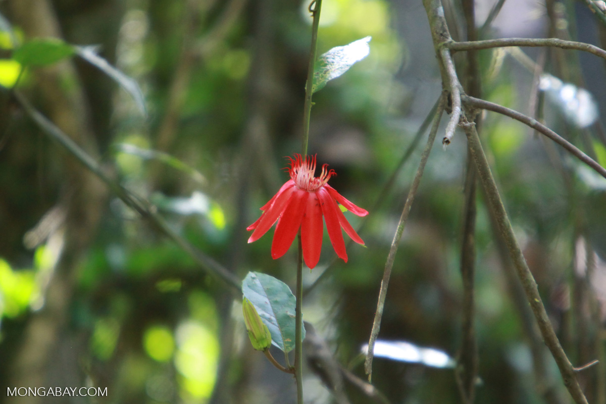 Red passion flower [colombia_0226]