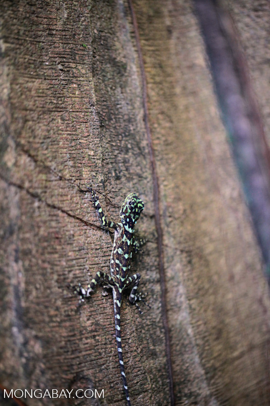 Collared tree lizard (Plica plica) [colombia_0363]