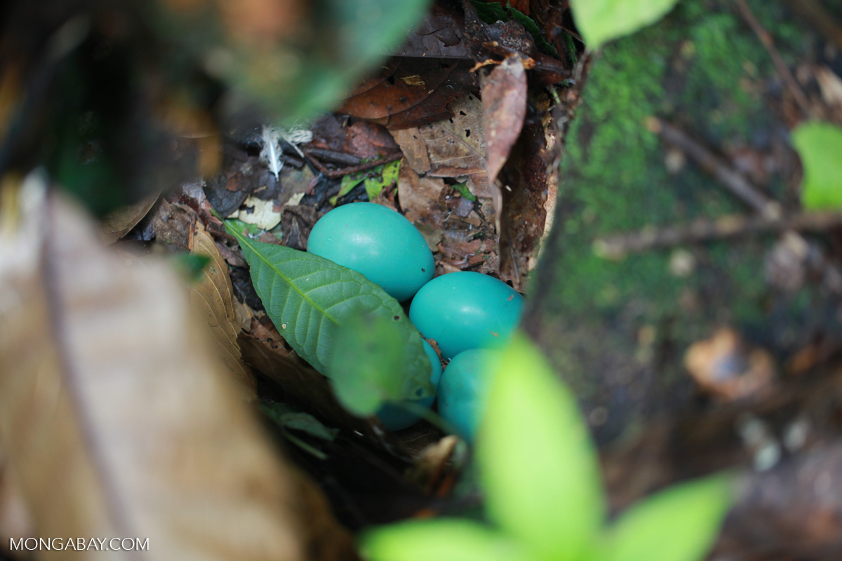 Turquoise bird eggs in the Amazon
