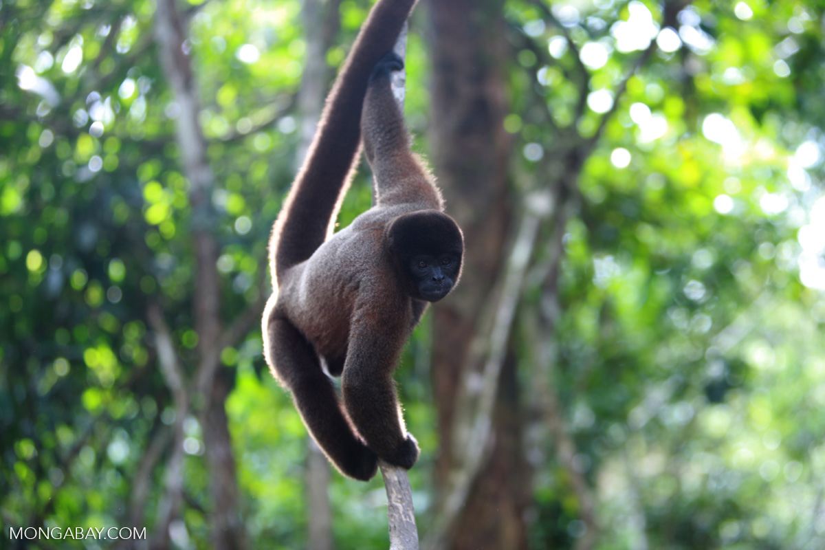 Common woolly monkey (Lagothrix lagotricha) [colombia_0787]
