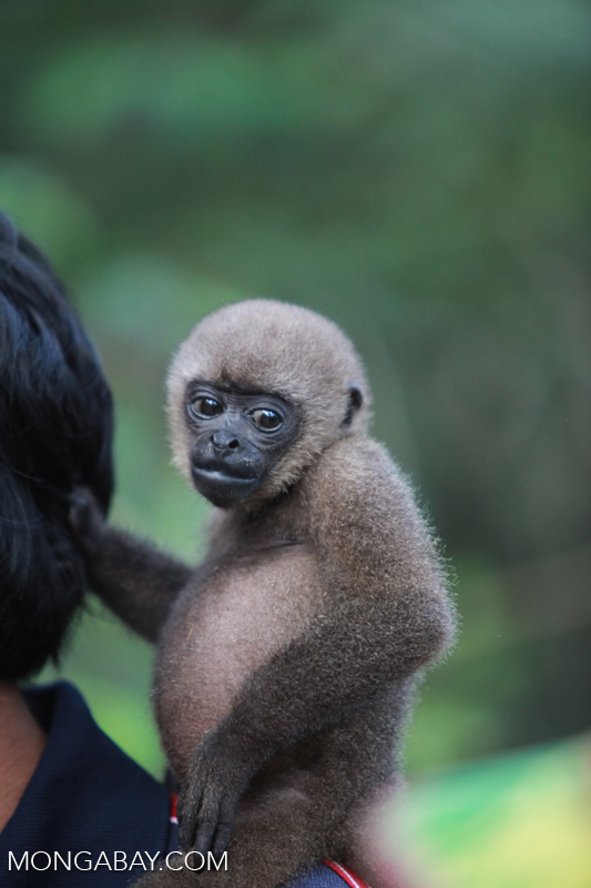 Common woolly monkey at a rehabiltiation center for animals once